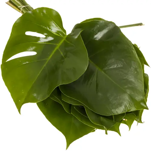 Monstera Blatt grün 40cm D.15cm Mini