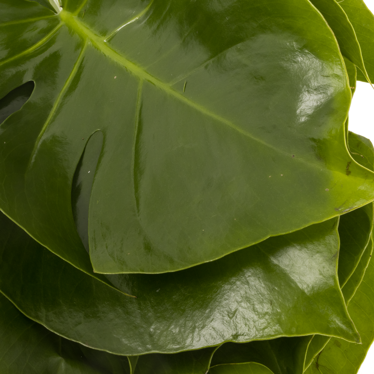 philodendron atabapoense variegated Philodendron atabapoense variegata albo