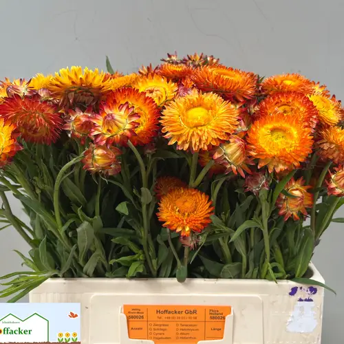 Helicrysum dunkelorange 55cm