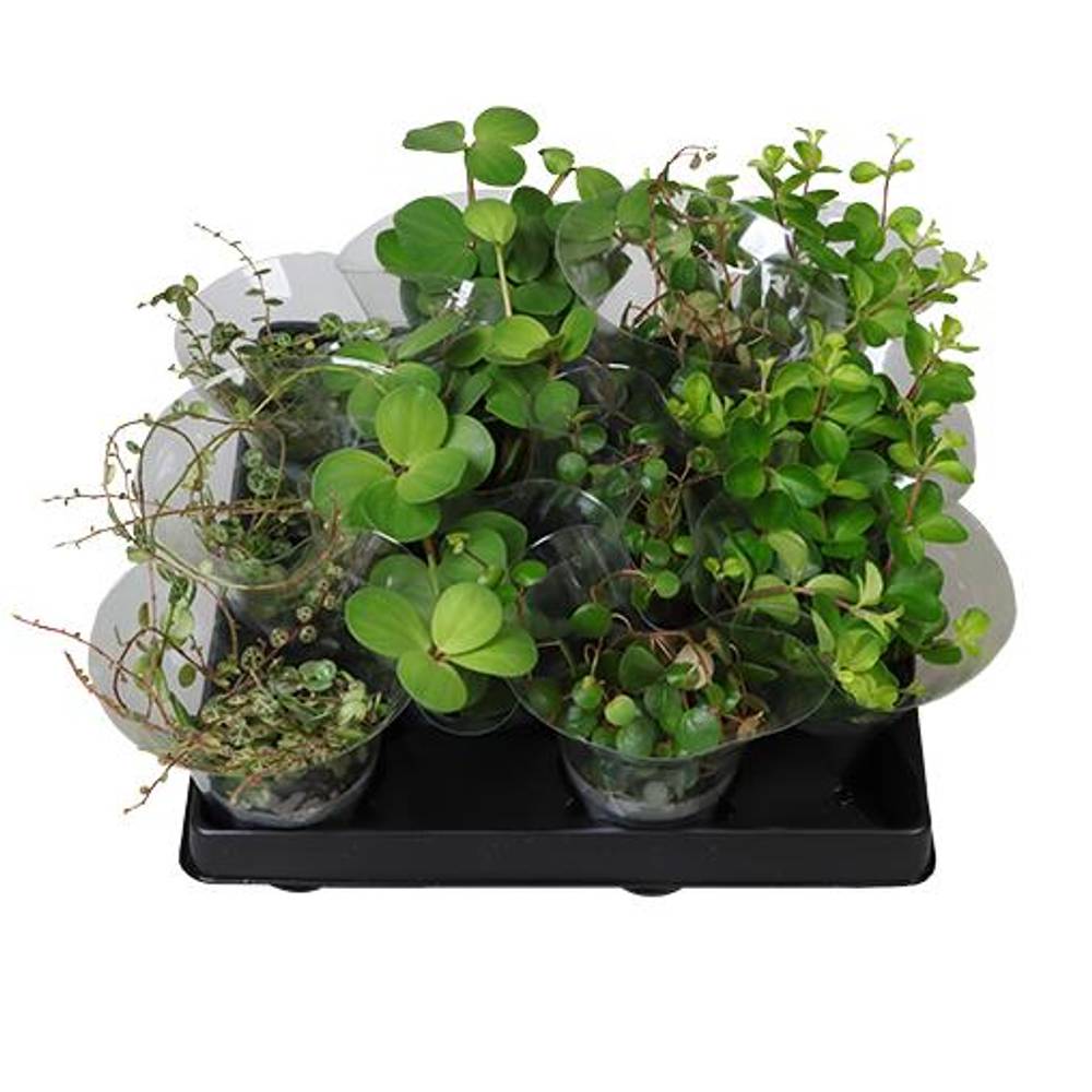 Peperomia Hybrid mix Hängend T06 H015