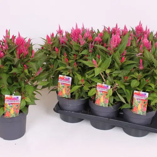 Celosia rosa Kelos Atomic T17 H040