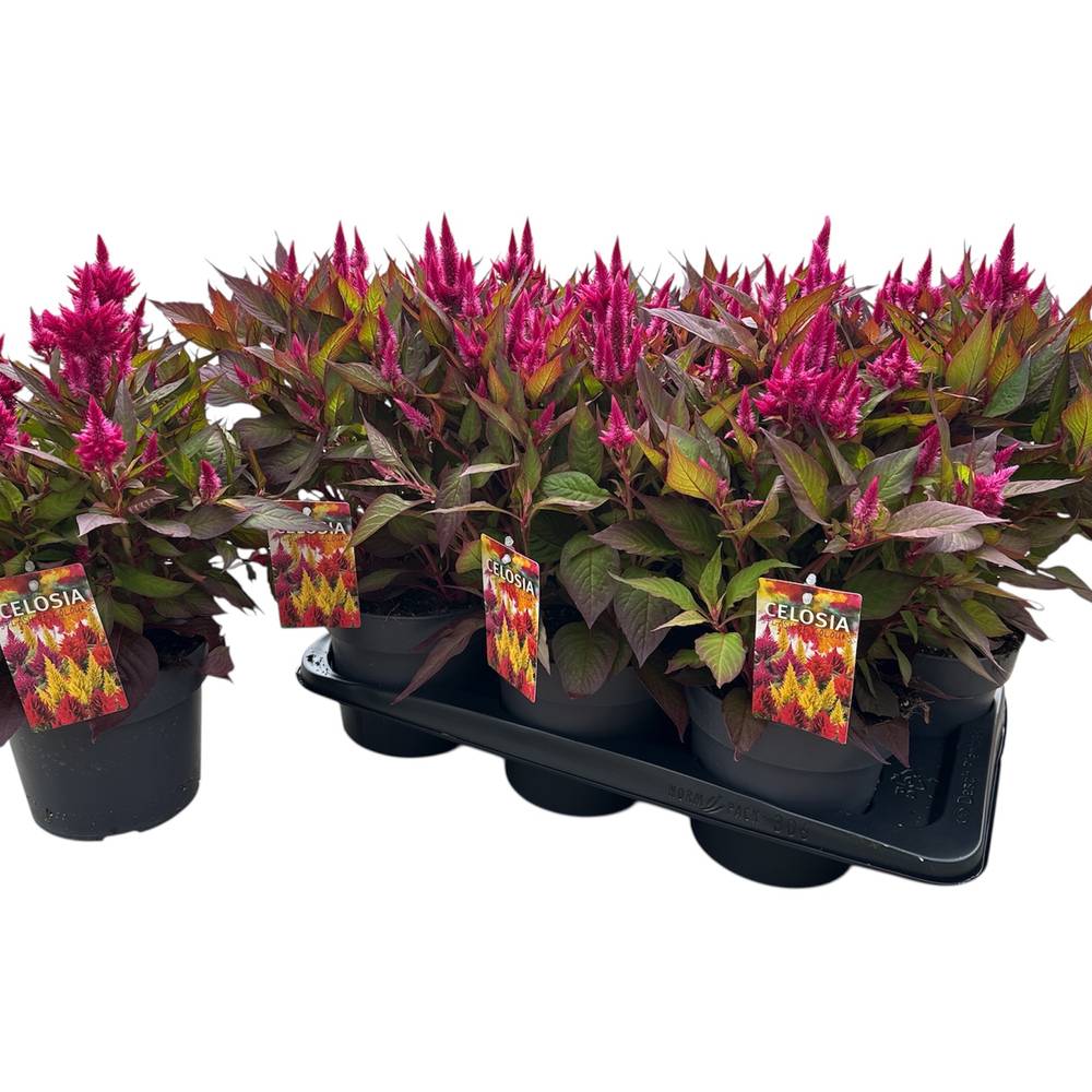 Celosia fuchsia Kelos Atomic T17 H040
