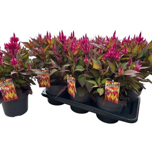 Celosia fuchsia Kelos Atomic T17 H040