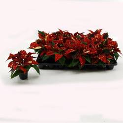 Poin.Sup rot Glitzer T06 H15