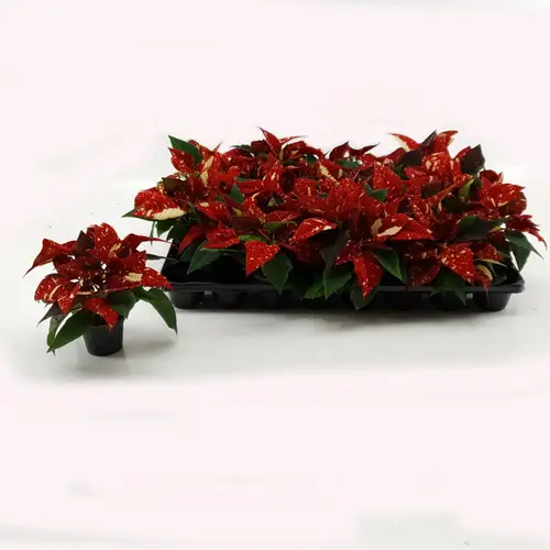 Poin.Sup rot Glitzer T06 H15