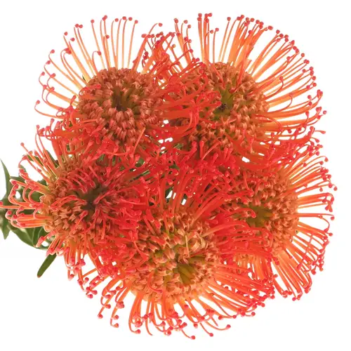 Nutans orange Succesion 60cm