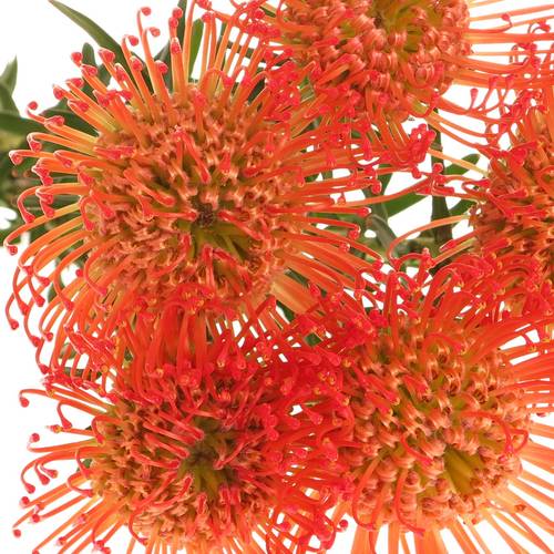 Nutans orange Succesion 60cm