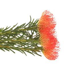 Nutans orange Succesion 60cm