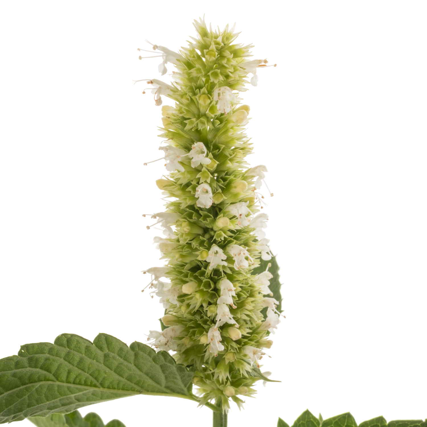 Agastache Weiss 80cm