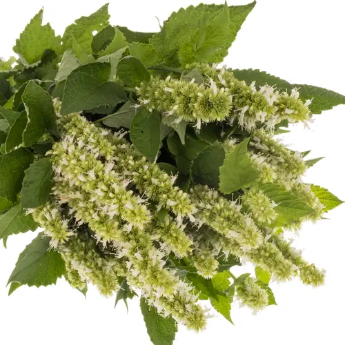 Agastache Weiss 80cm