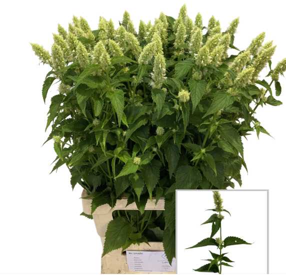 Agastache Weiss 80cm