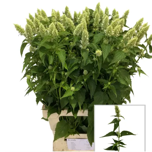 Agastache Weiss 80cm