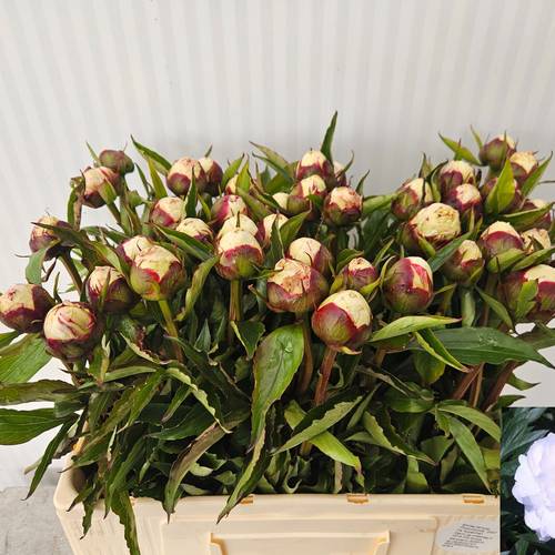 Pfingstrose creme/rosa  Shirley Temple 55cm