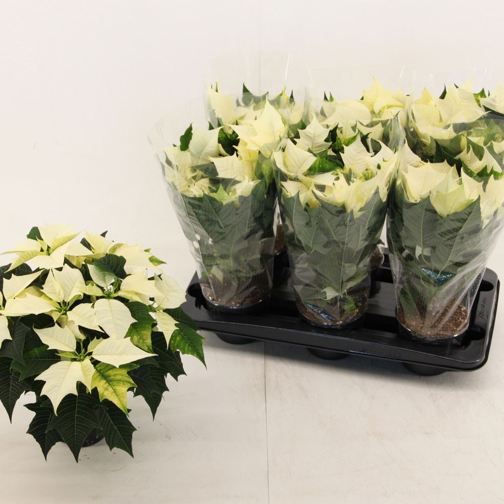 Poins.weiss Alaska 5+ T13 H035