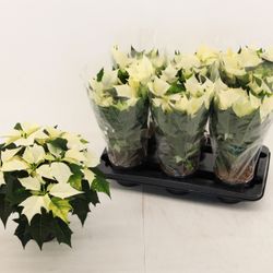 Poins.weiss Alaska 5+ T13 H035