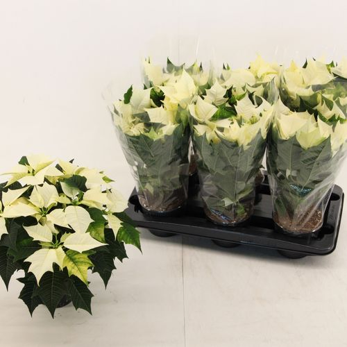 Poins.weiss Alaska 5+ T13 H035