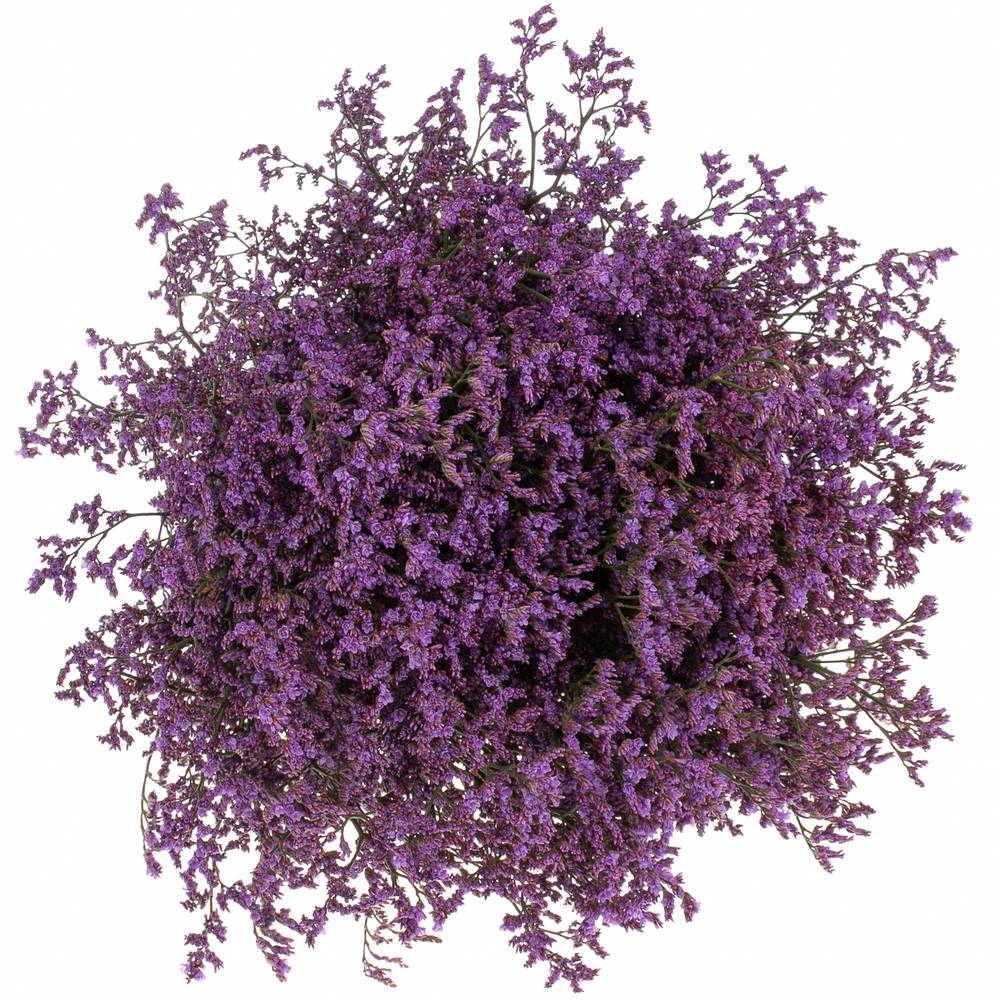 Limonium lila Safora Dark Blue 60 Gramm 60cm