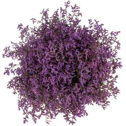 Limonium lila Safora Dark Blue 60 Gramm 60cm
