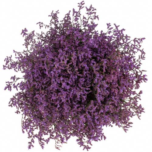 Limonium lila Safora Dark Blue 60 Gramm 60cm