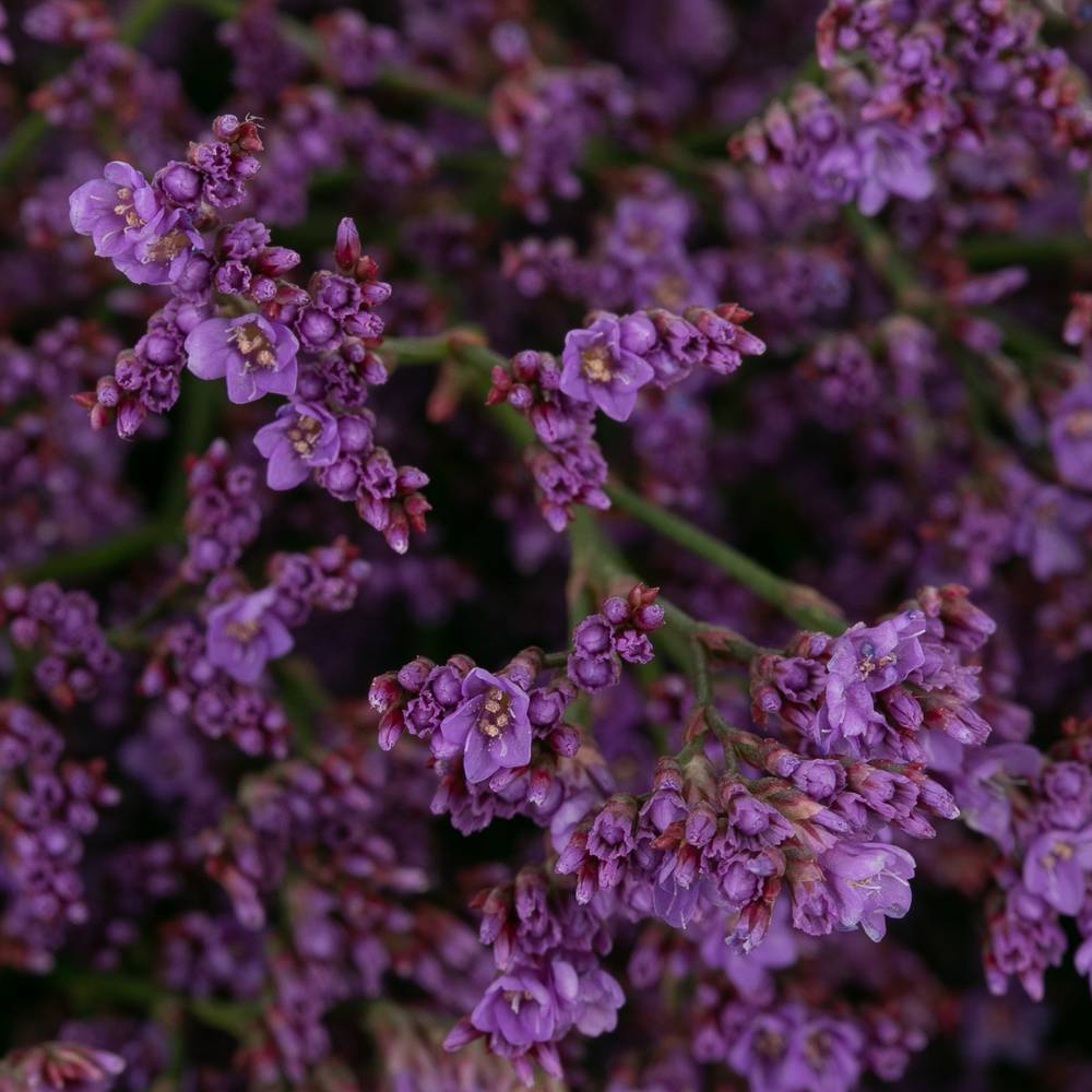Limonium lila Safora Dark Blue 60 Gramm 60cm