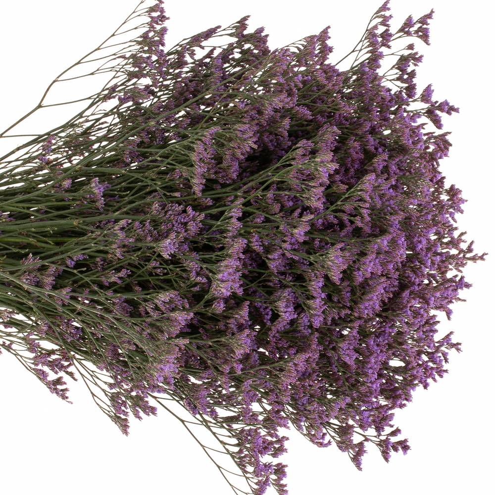 Limonium lila Safora Dark Blue 60 Gramm 60cm