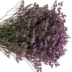 Limonium lila Safora Dark Blue 60 Gramm 60cm