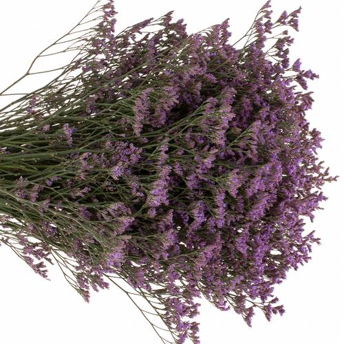 Limonium lila Safora Dark Blue 60 Gramm 60cm