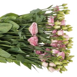 Lisianthus rosa Bright Pink 5+Blüte 70cm