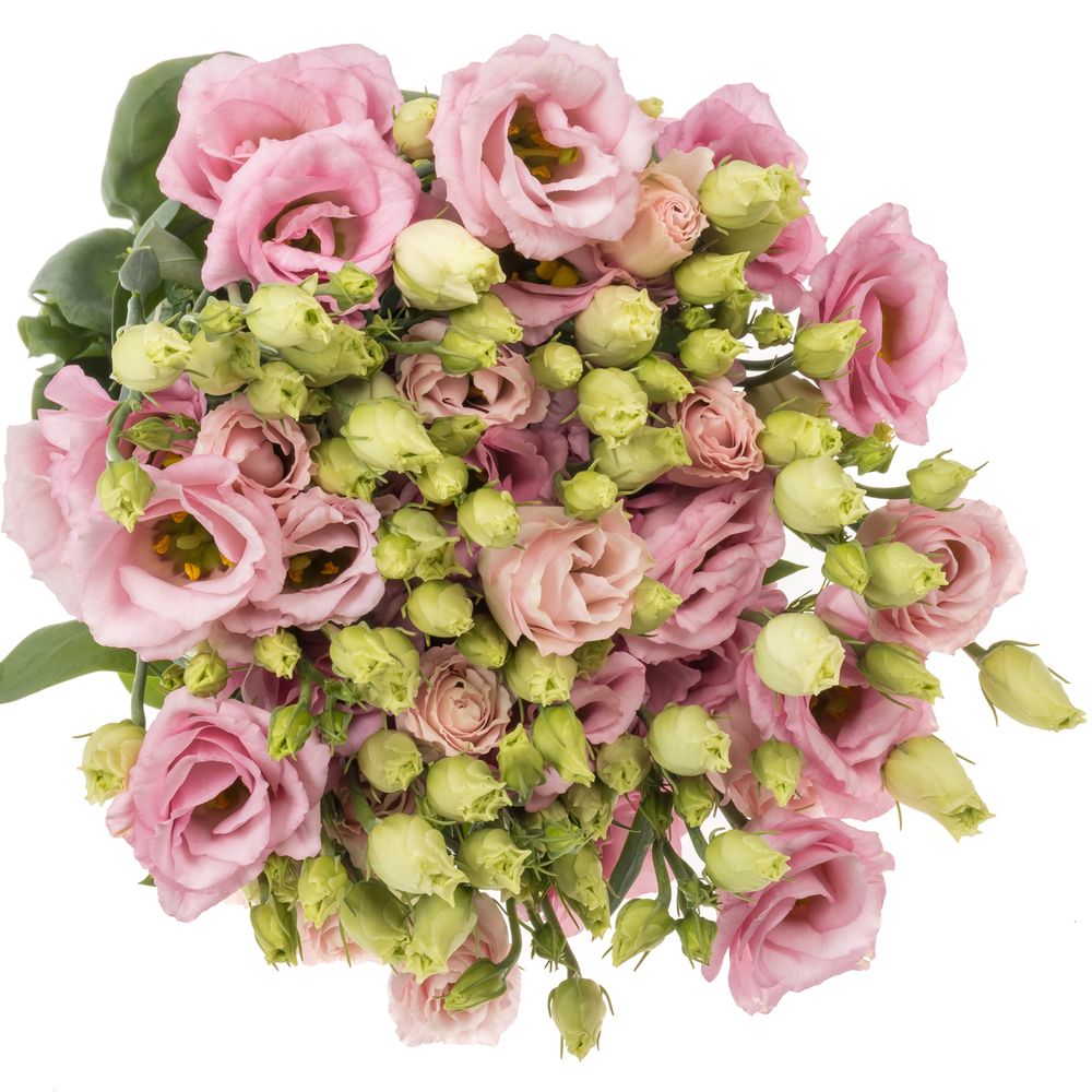 Lisianthus rosa Bright Pink 5+Blüte 70cm