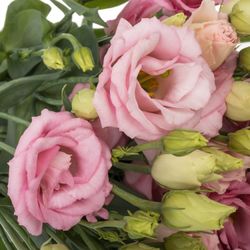Lisianthus rosa Bright Pink 5+Blüte 70cm