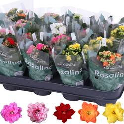 Kalanchoe Gef. mix T07 H015