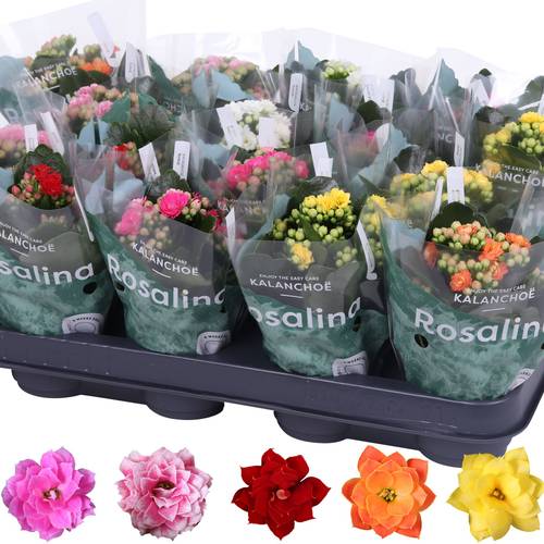 Kalanchoe Gef. mix T07 H015