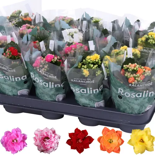 Kalanchoe Gef. mix T07 H015