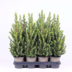 Picea Glauca Conica T11 H045