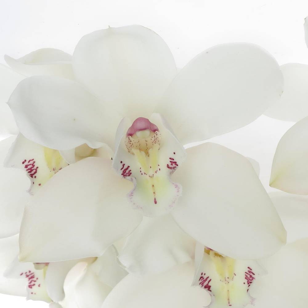Cymbidium weiss Early 80cm 13+Blüte