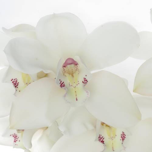 Cymbidium weiss Early 80cm 13+Blüte