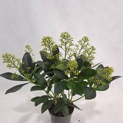 Skimmia weiss Japonica Fincy 7+Blüte T10,5 H030
