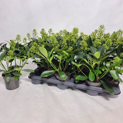 Skimmia weiss Japonica Fincy 7+Blüte T10,5 H030