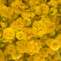 Gyps gelb grosse Blüte gefärbt