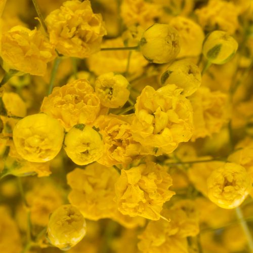 Gyps gelb grosse Blüte gefärbt