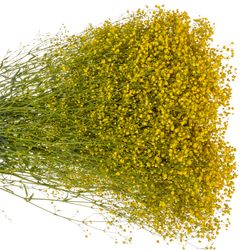 Gyps gelb grosse Blüte gefärbt