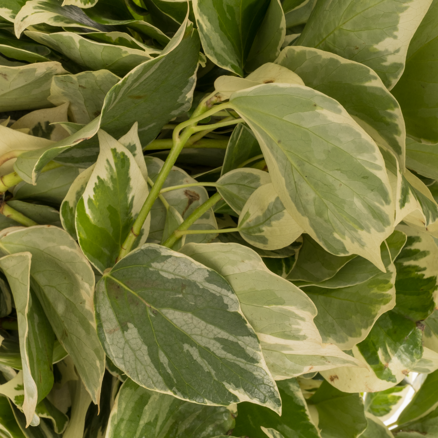 Hedera Blatt grün/hell gelb Variegata 250 Gramm