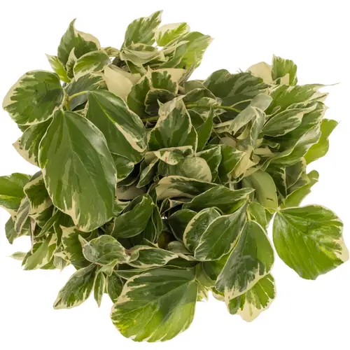 Hedera Blatt grün/hell gelb Variegata 250 Gramm