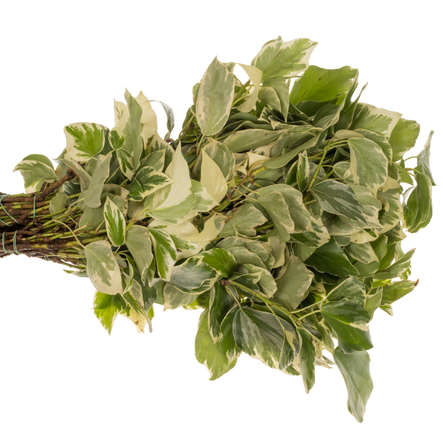 Hedera Blatt grün/hell gelb Variegata 250 Gramm