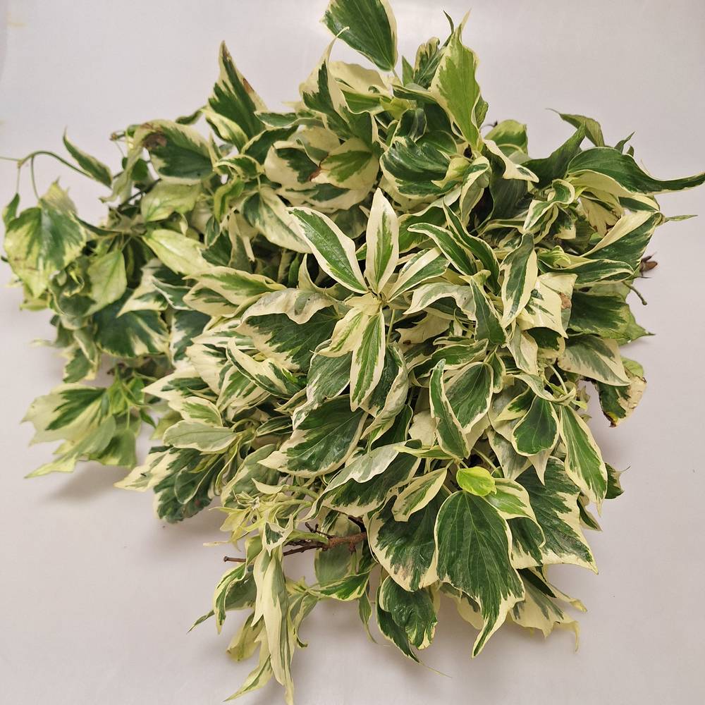 Hedera Blatt hell gelb/hell grn Variegata 250 Gramm (Grn Beiwerk) | Heyl  - Blumengrohandel / Floristikgrohandel