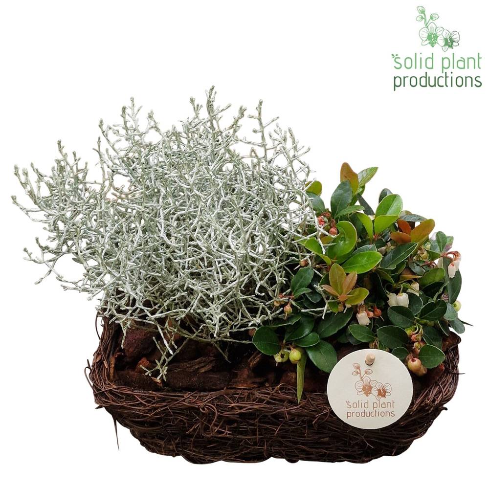 Garten.Arr SRS003 R Small Herbst T24 H035