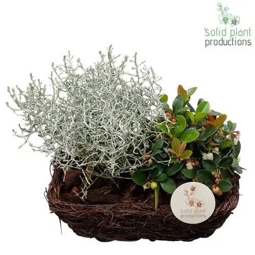 Garten.Arr SRS003 R Small Herbst T24 H035