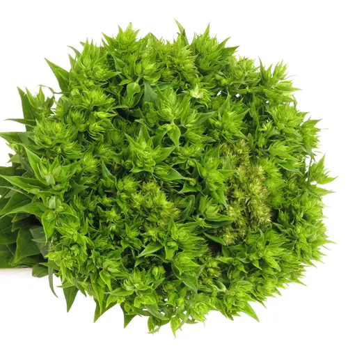 Phlox green Maya 60cm