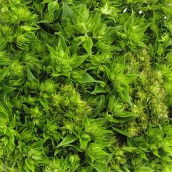 Phlox green Maya 60cm