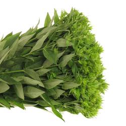 Phlox green Maya 60cm